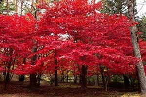 赤く色付いたヤマモミジの画像