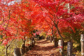 とうざんの里の画像