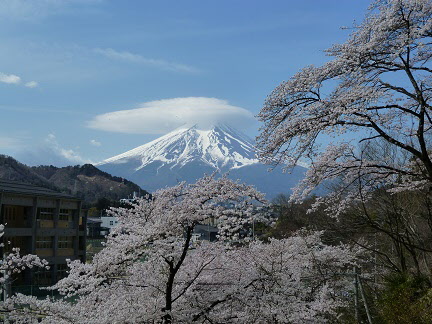 桜の画像5