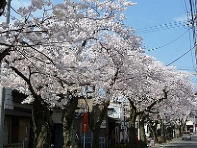 桜の画像9