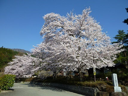 桜の画像4