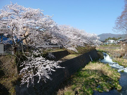 桜の画像10