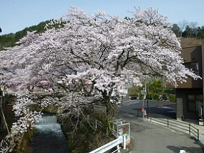 桜の画像8