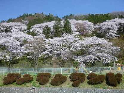 桜の画像6