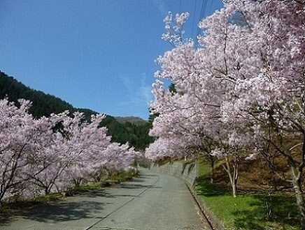 桜の画像3