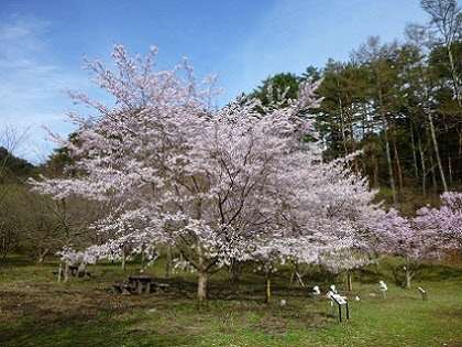 桜の画像2