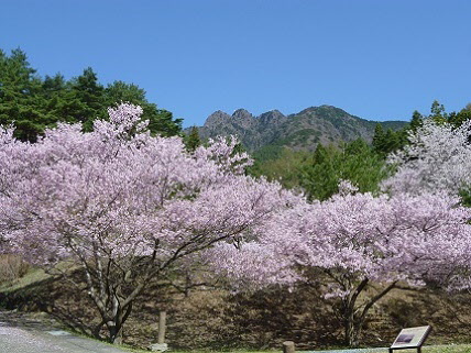 桜の画像1