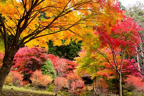 湧水池の画像