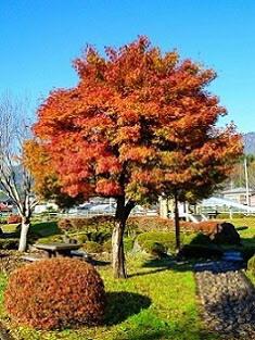 桂川公園の画像