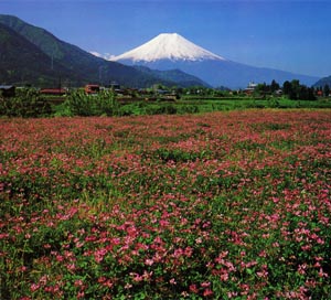 富士山とレンゲの花の写真